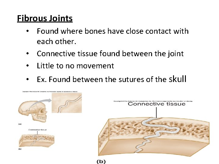 Fibrous Joints • Found where bones have close contact with each other. • Connective