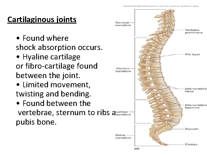 Cartilaginous joints • Found where shock absorption occurs. • Hyaline cartilage or fibro-cartilage found