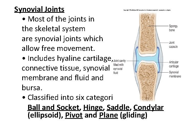 Synovial Joints • Most of the joints in the skeletal system are synovial joints