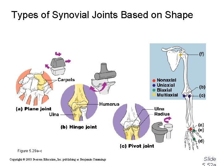 Types of Synovial Joints Based on Shape Figure 5. 29 a–c Copyright © 2003