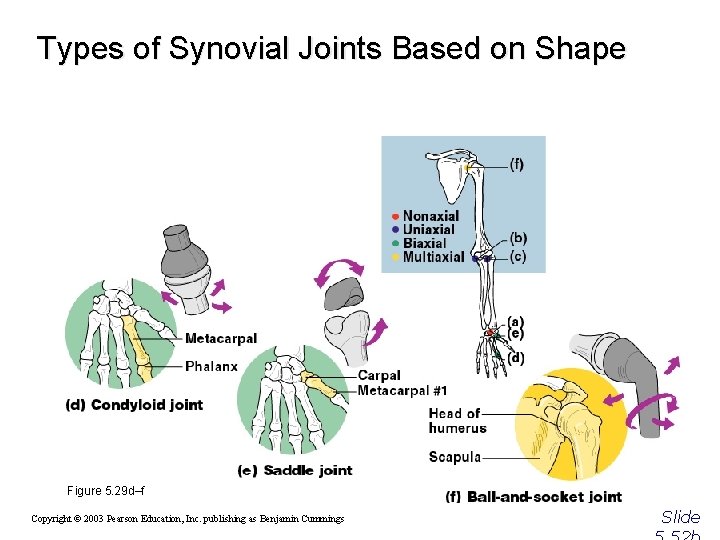 Types of Synovial Joints Based on Shape Figure 5. 29 d–f Copyright © 2003