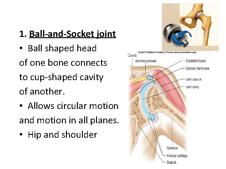 1. Ball-and-Socket joint • Ball shaped head of one bone connects to cup-shaped cavity