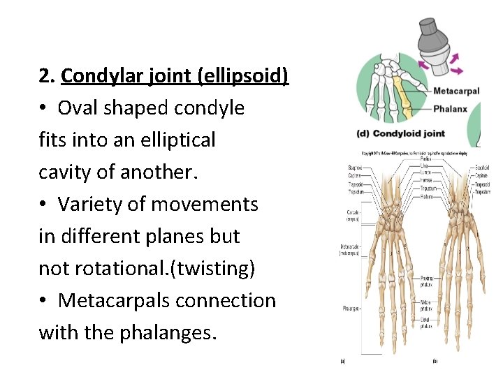 2. Condylar joint (ellipsoid) • Oval shaped condyle fits into an elliptical cavity of