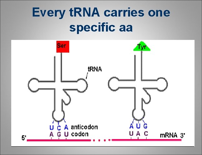 Every t. RNA carries one specific aa Every t. RNA carries one specific aa
