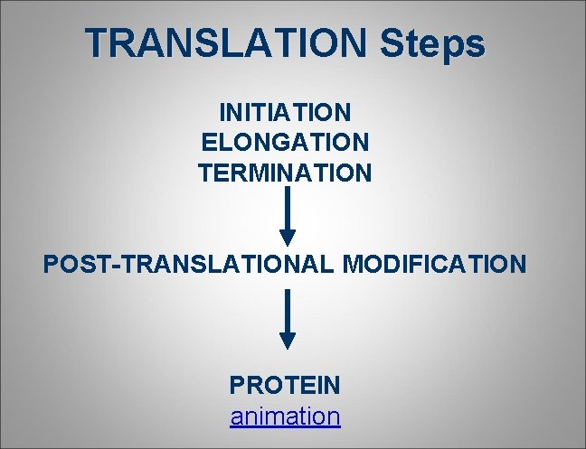 TRANSLATION Steps INITIATION ELONGATION TERMINATION POST-TRANSLATIONAL MODIFICATION PROTEIN animation TRANSLATION Steps INITIATION ELONGATION TERMINATION POST-TRANSLATIONAL MODIFICATION PROTEIN animation