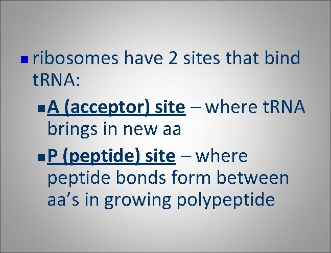 n ribosomes have 2 sites that bind t. RNA: n A (acceptor) site – n ribosomes have 2 sites that bind t. RNA: n A (acceptor) site –