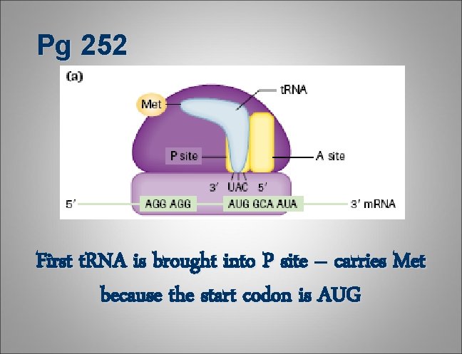 Pg 252 First t. RNA is brought into P site – carries Met because Pg 252 First t. RNA is brought into P site – carries Met because