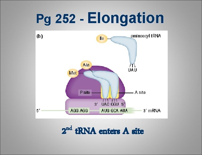 Pg 252 - Elongation 2 nd t. RNA enters A site Pg 252 - Elongation 2 nd t. RNA enters A site