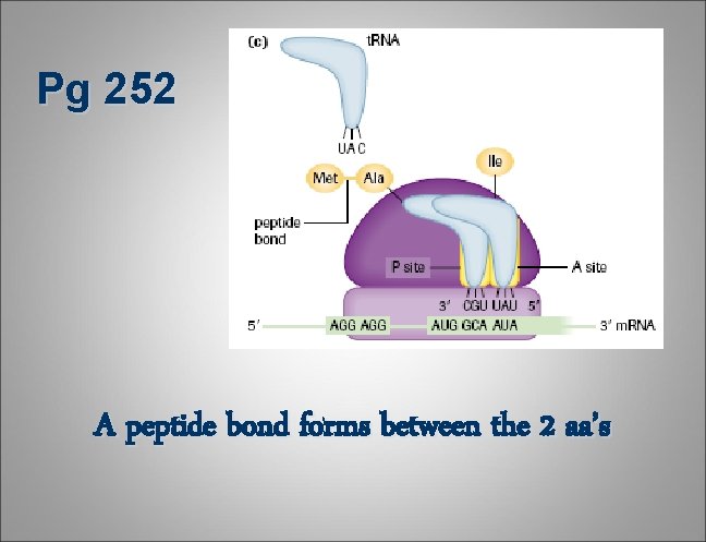 Pg 252 A peptide bond forms between the 2 aa’s Pg 252 A peptide bond forms between the 2 aa’s