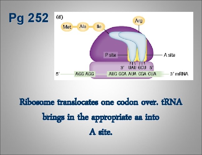 Pg 252 Ribosome translocates one codon over. t. RNA brings in the appropriate aa Pg 252 Ribosome translocates one codon over. t. RNA brings in the appropriate aa