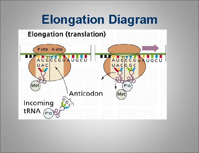 Elongation Diagram Elongation Diagram