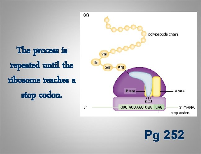 The process is repeated until the ribosome reaches a stop codon. Pg 252 The process is repeated until the ribosome reaches a stop codon. Pg 252