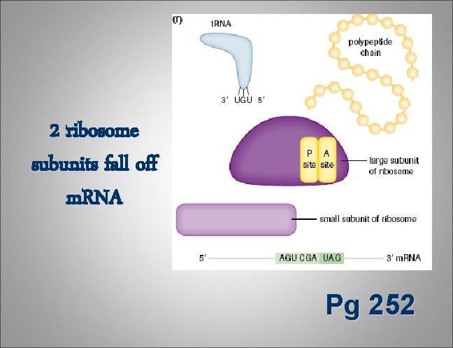 2 ribosome subunits fall off m. RNA Pg 252 2 ribosome subunits fall off m. RNA Pg 252
