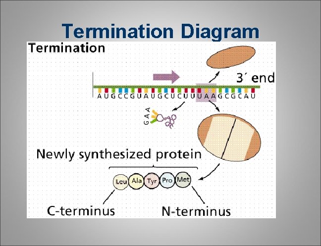 Termination Diagram Termination Diagram