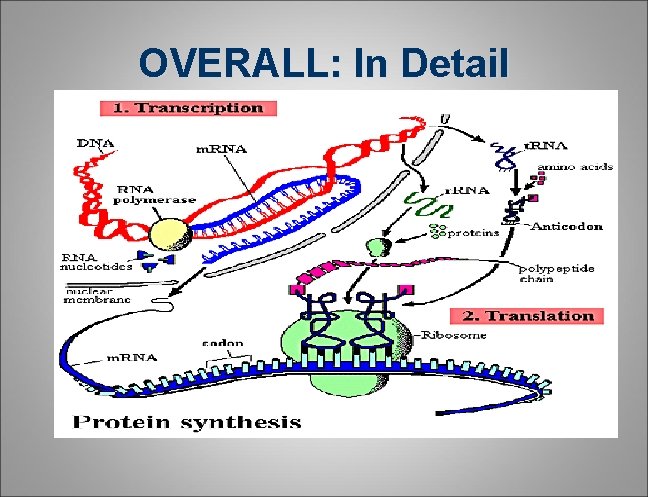 OVERALL: In Detail OVERALL: In Detail