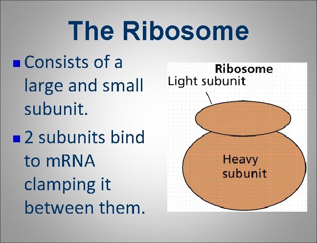 The Ribosome Consists of a large and small subunit. n 2 subunits bind to The Ribosome Consists of a large and small subunit. n 2 subunits bind to