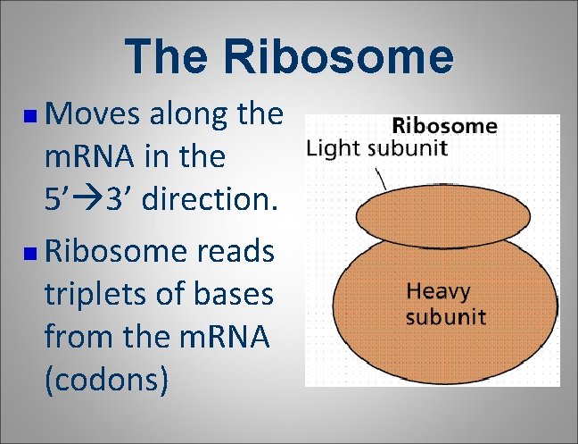 The Ribosome Moves along the m. RNA in the 5’ 3’ direction. n Ribosome The Ribosome Moves along the m. RNA in the 5’ 3’ direction. n Ribosome