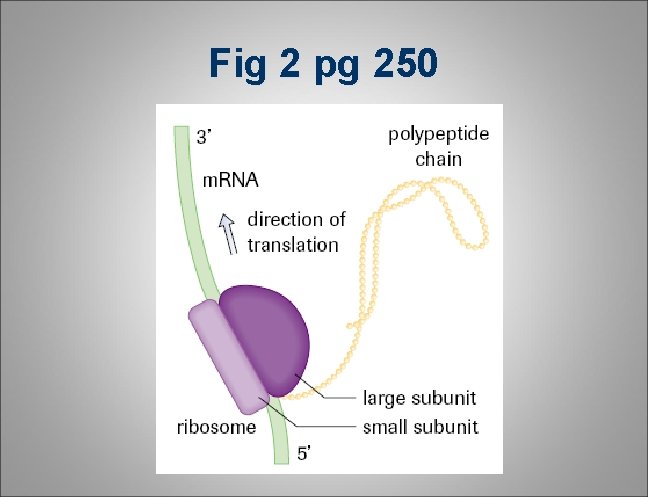Fig 2 pg 250 Fig 2 pg 250