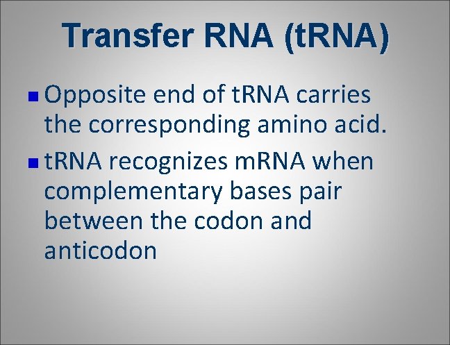 Transfer RNA (t. RNA) Opposite end of t. RNA carries the corresponding amino acid. Transfer RNA (t. RNA) Opposite end of t. RNA carries the corresponding amino acid.