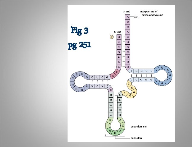 Fig 3 pg 251 Fig 3 pg 251