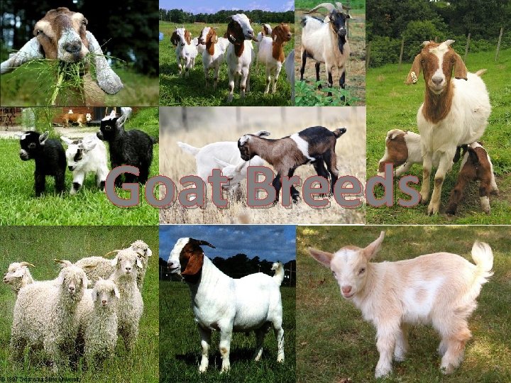 Goat Breeds 