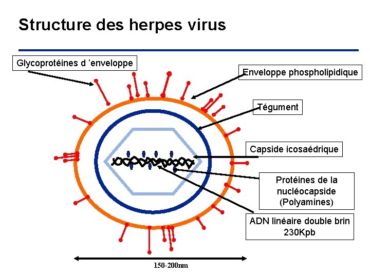 Structure des herpes virus Glycoprotéines d ’enveloppe Enveloppe phospholipidique Tégument Capside icosaédrique Protéines de