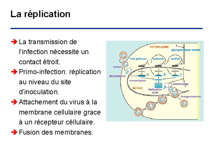 La réplication è La transmission de l’infection nécessite un contact étroit. è Primo-infection: réplication