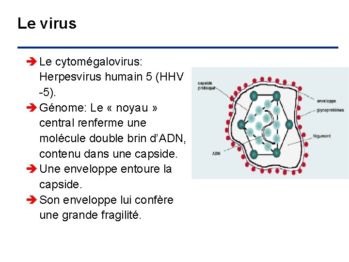 Le virus è Le cytomégalovirus: Herpesvirus humain 5 (HHV -5). è Génome: Le «