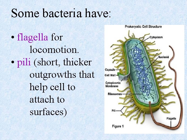 Some bacteria have: • flagella for locomotion. • pili (short, thicker outgrowths that help