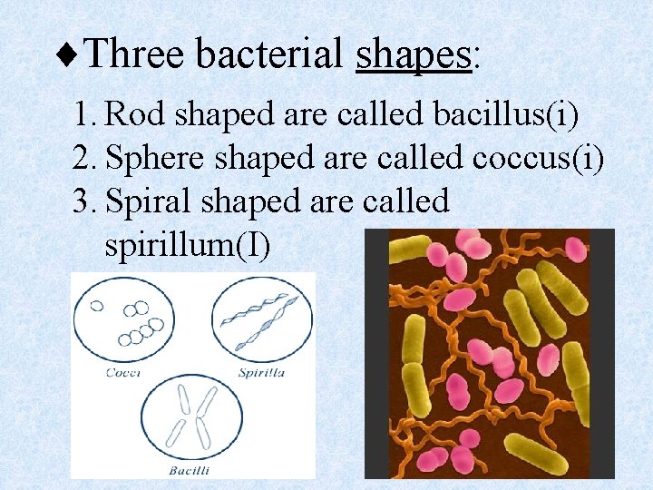 ¨Three bacterial shapes: 1. Rod shaped are called bacillus(i) 2. Sphere shaped are called