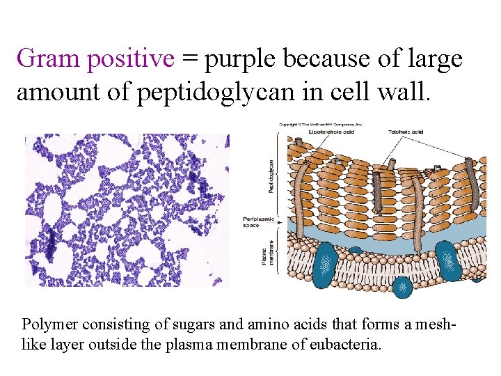 Gram positive = purple because of large amount of peptidoglycan in cell wall. Polymer