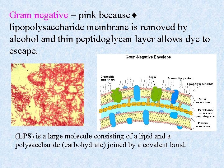 Gram negative = pink because¨ lipopolysaccharide membrane is removed by alcohol and thin peptidoglycan