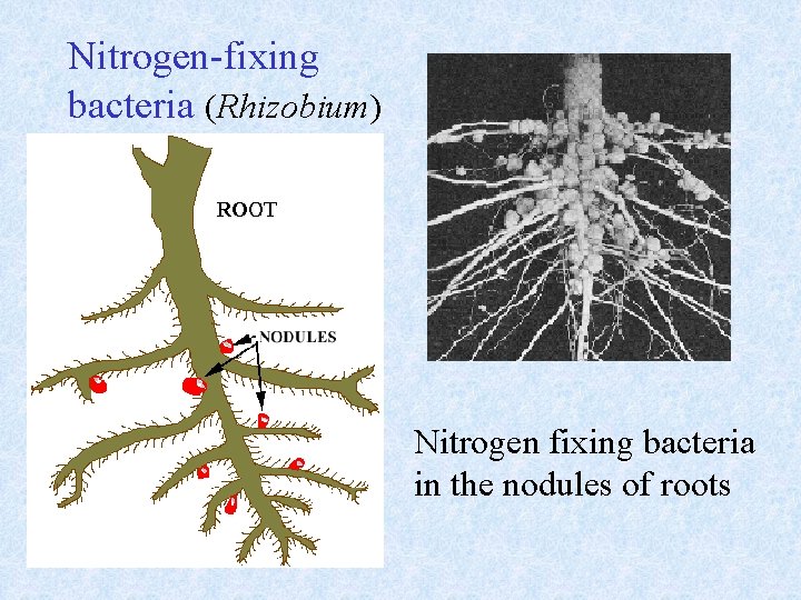 Nitrogen-fixing bacteria (Rhizobium) Nitrogen fixing bacteria in the nodules of roots 