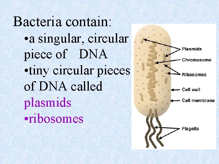 Bacteria contain: • a singular, circular piece of DNA • tiny circular pieces of