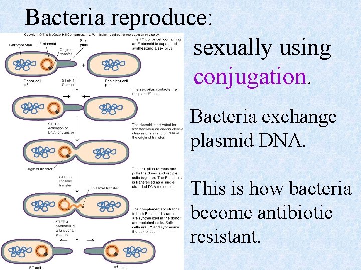 Bacteria reproduce: sexually using conjugation. Bacteria exchange plasmid DNA. This is how bacteria become