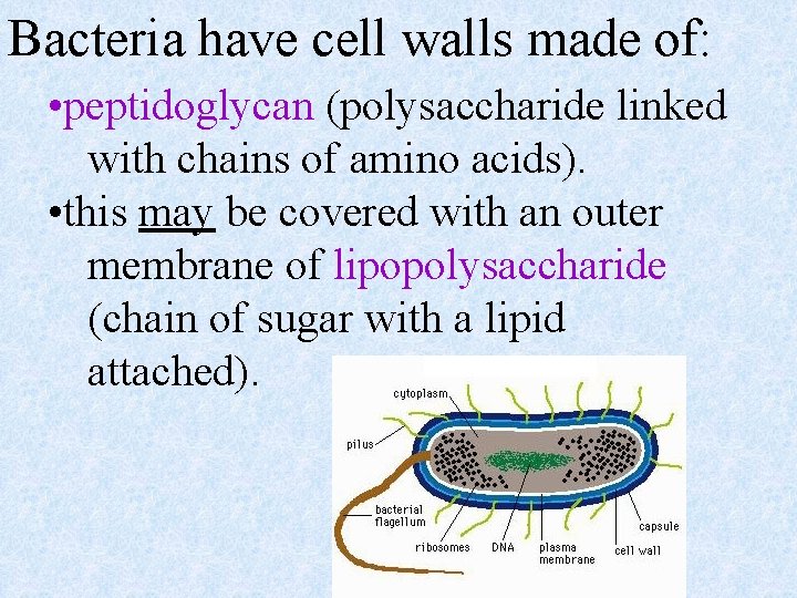 Bacteria have cell walls made of: • peptidoglycan (polysaccharide linked with chains of amino