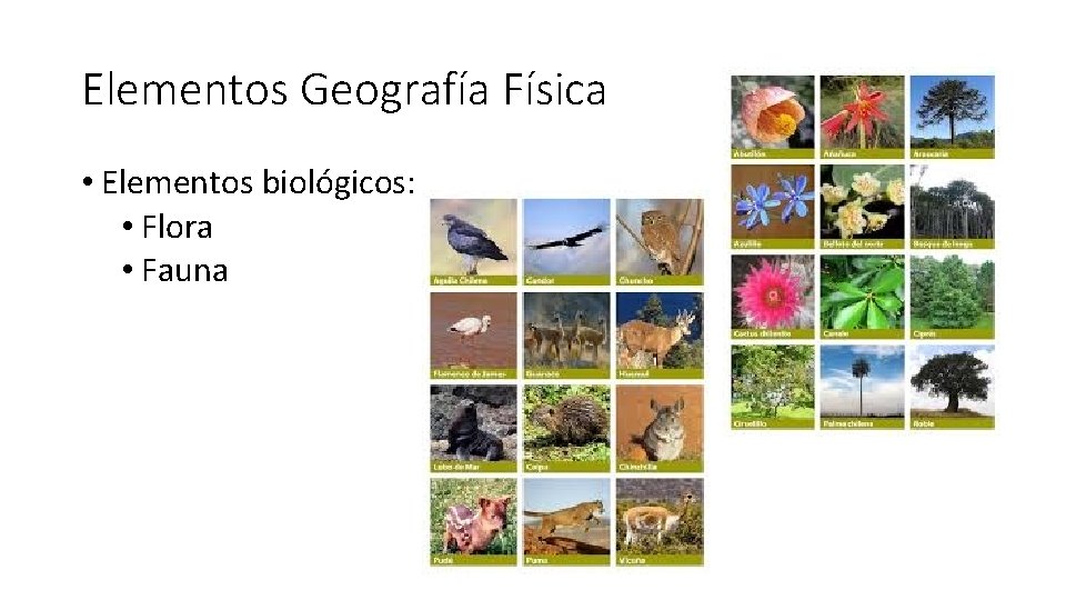 Elementos Geografía Física • Elementos biológicos: • Flora • Fauna 
