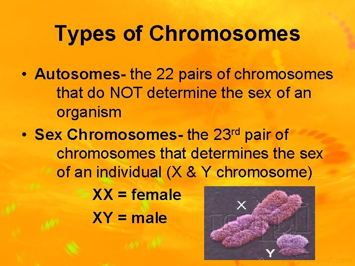 Types of Chromosomes • Autosomes- the 22 pairs of chromosomes that do NOT determine