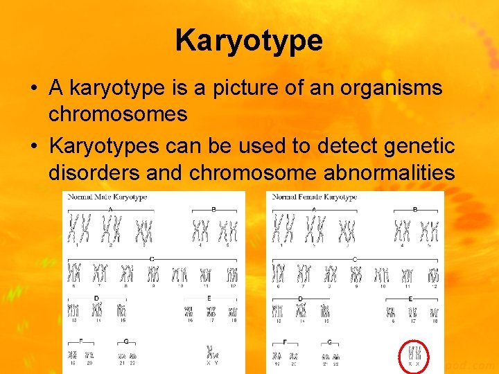 Karyotype • A karyotype is a picture of an organisms chromosomes • Karyotypes can