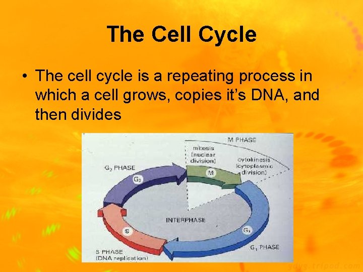 The Cell Cycle • The cell cycle is a repeating process in which a