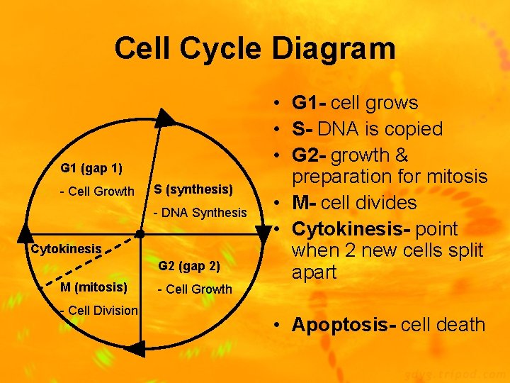 Cell Cycle Diagram G 1 (gap 1) - Cell Growth S (synthesis) - DNA