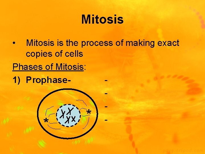 Mitosis • Mitosis is the process of making exact copies of cells Phases of