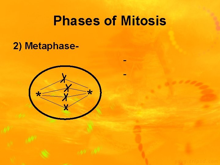 Phases of Mitosis 2) Metaphase- * * 