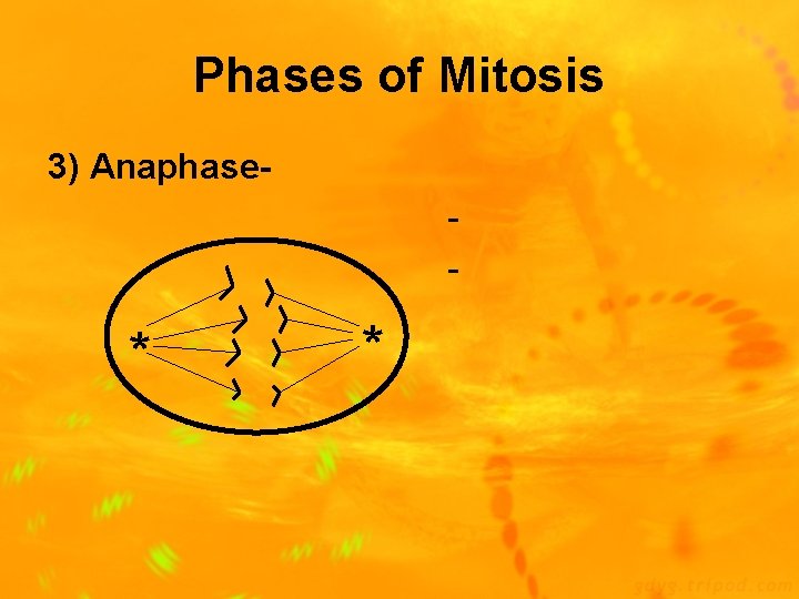 Phases of Mitosis 3) Anaphase- * * 