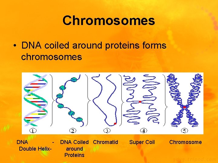 Chromosomes • DNA coiled around proteins forms chromosomes DNA Double Helix- DNA Coiled Chromatid