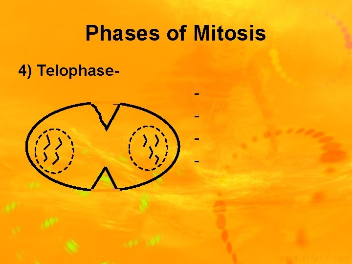 Phases of Mitosis 4) Telophase- 