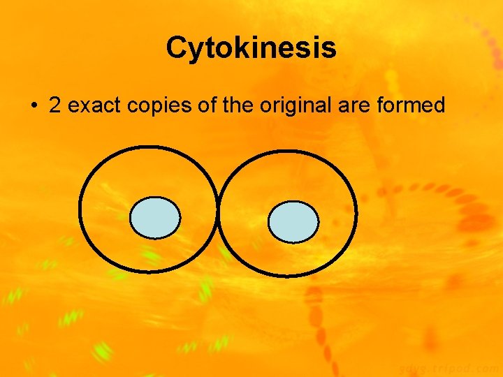 Cytokinesis • 2 exact copies of the original are formed 