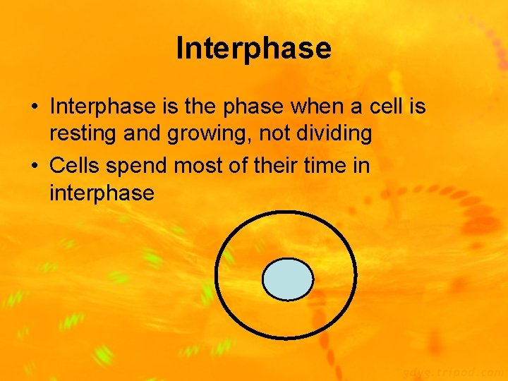 Interphase • Interphase is the phase when a cell is resting and growing, not