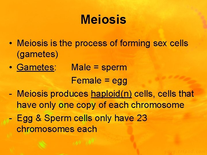Meiosis • Meiosis is the process of forming sex cells (gametes) • Gametes: Male