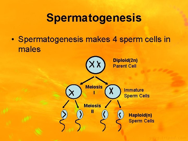 Spermatogenesis • Spermatogenesis makes 4 sperm cells in males Diploid(2 n) Parent Cell Meiosis